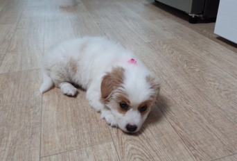 노을이