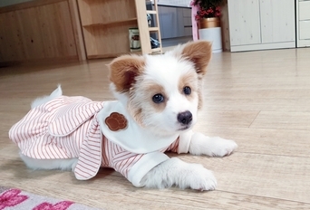 노을펜션 마스코트 노을이