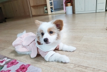 노을펜션 마스코트 노을이