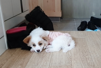 노을이